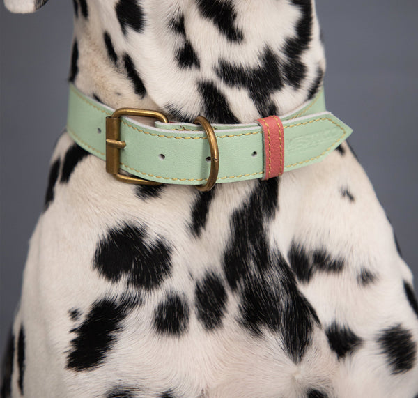 Collar para Perro Cuero Menta Salmon