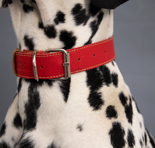 Collar para Perro Cuero Rojo Miel