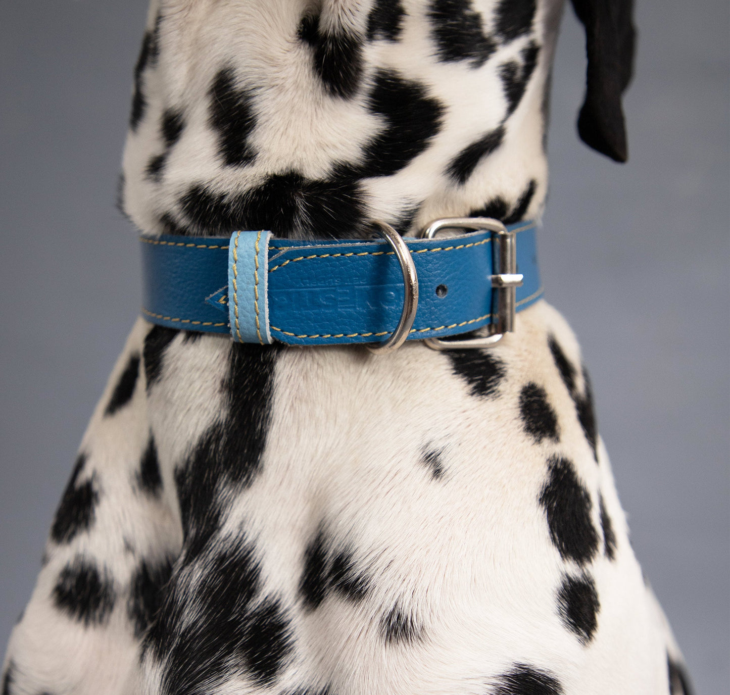 Collar para Perro Cuero Azul Cobalto